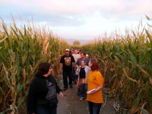 Corn Maze