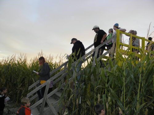 Corn Maze